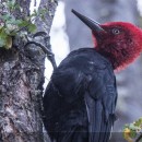 Las Aves de los Andes Patagónicos
