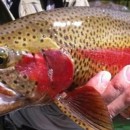 Pesca con Mosca ¡Encuentra la trucha de tus sueños!